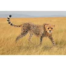 schleich WILD LIFE 14746 action figure giocattolo